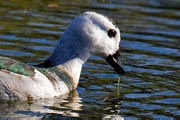 Cotton Pygmy-goose (Nettapus coromandelianus)